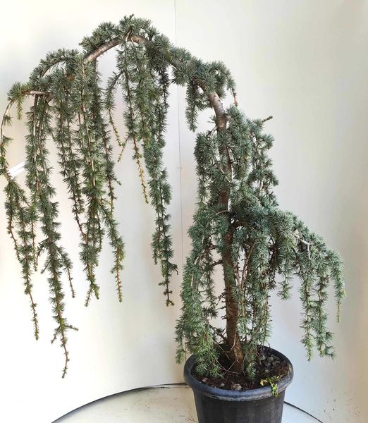 Cedrus atlantica glauca pendula extra